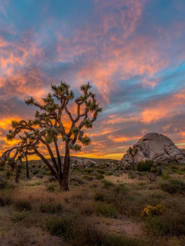 Go Travel California