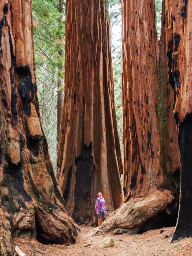 Go Travel California