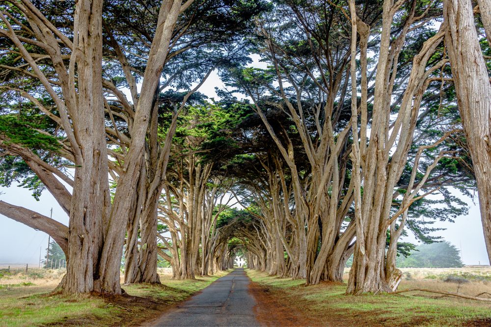 Cypress Tree Tunnel