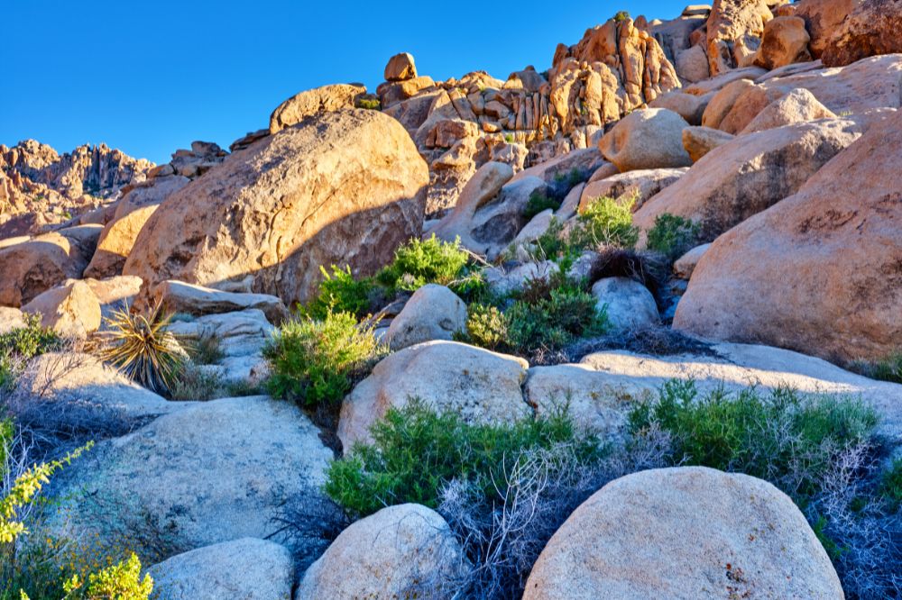 9 Best Joshua Tree Hikes - Go Travel California