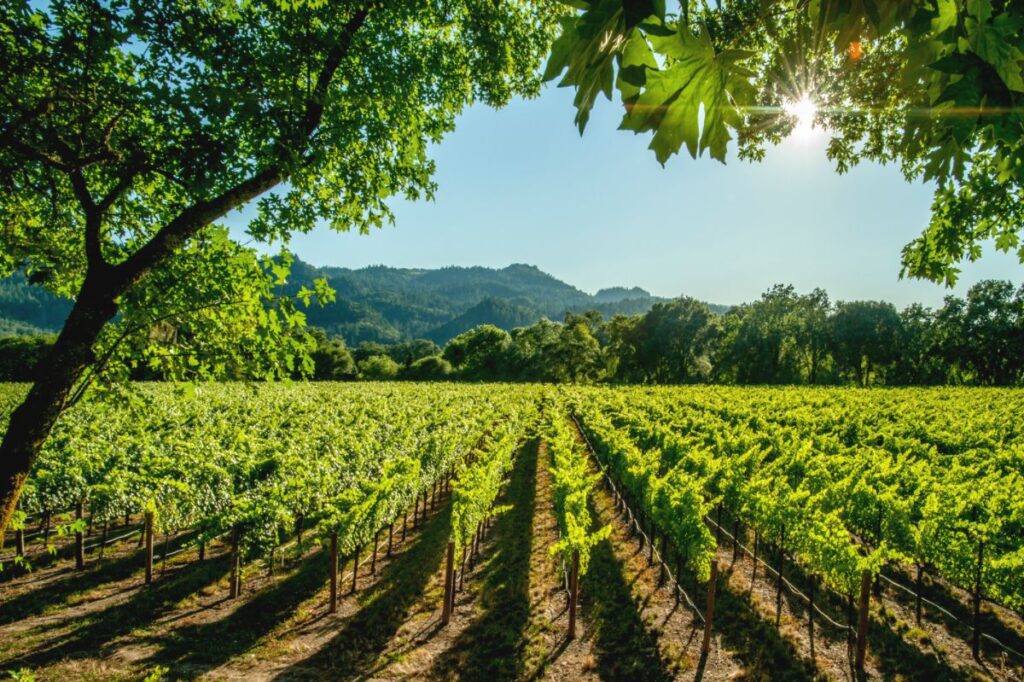 Napa Valley vineyard