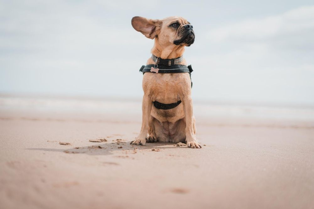 dog on beach