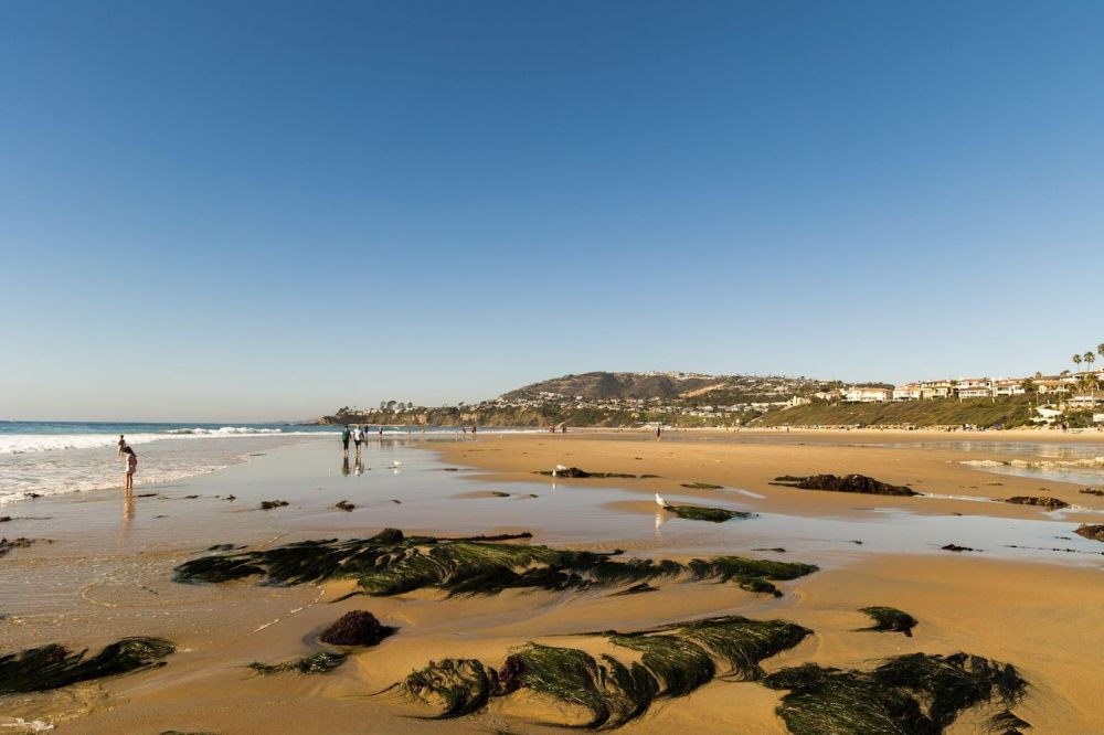 seaweed on beach