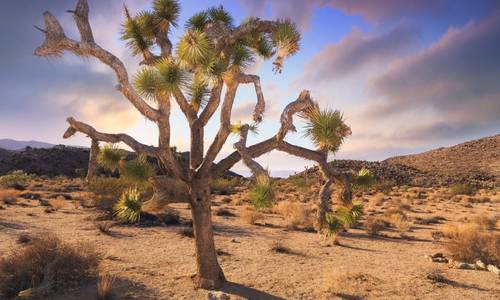 Palm Springs