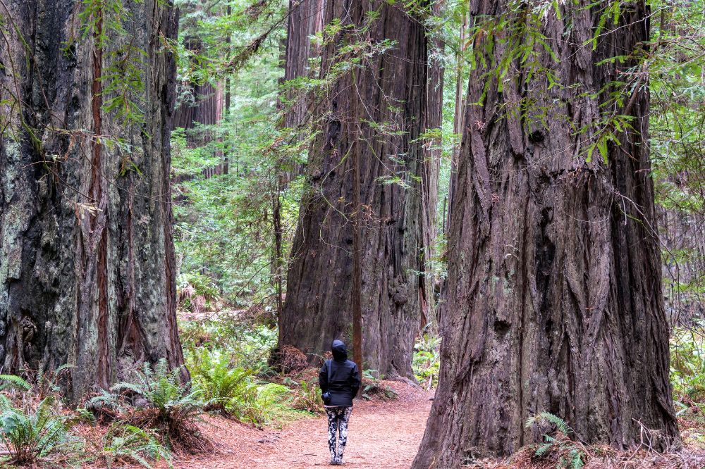 Humboldt Redwoods State Park