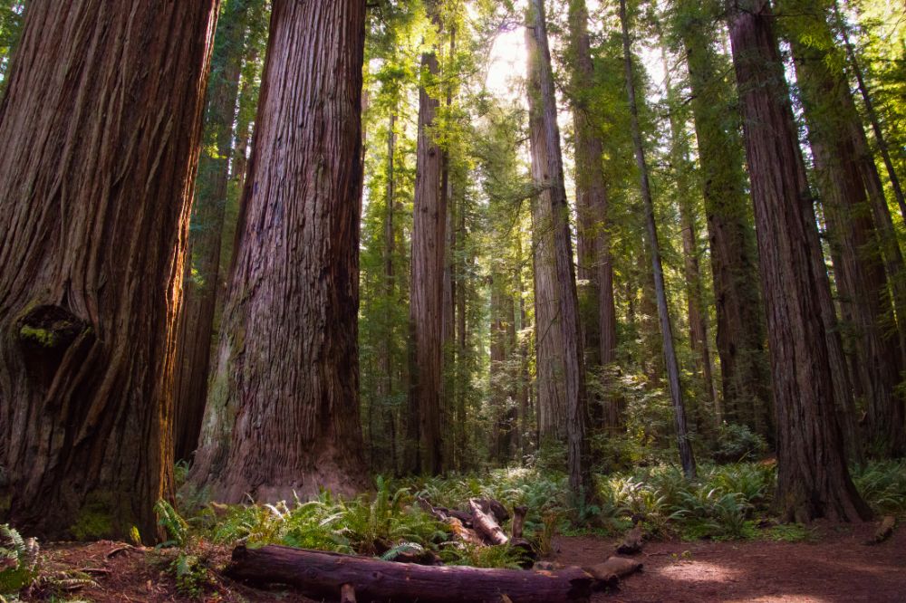 prairie creek redwoods