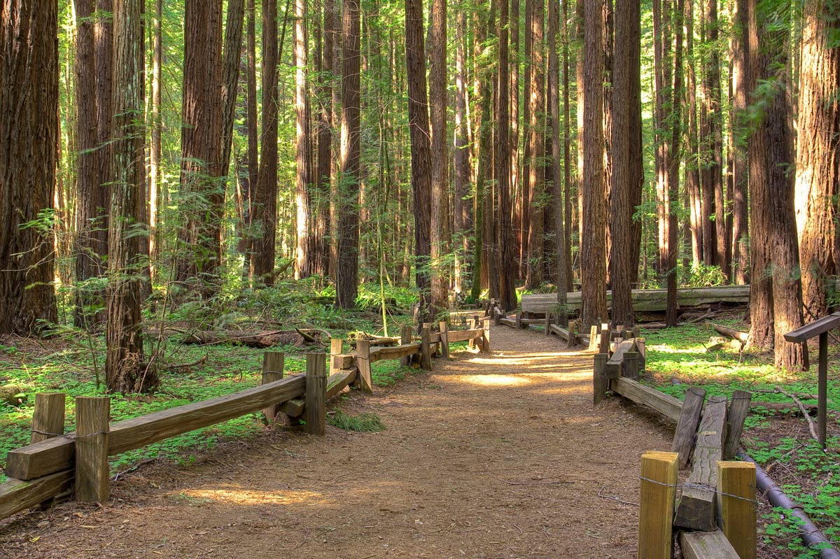 Armstrong Redwoods