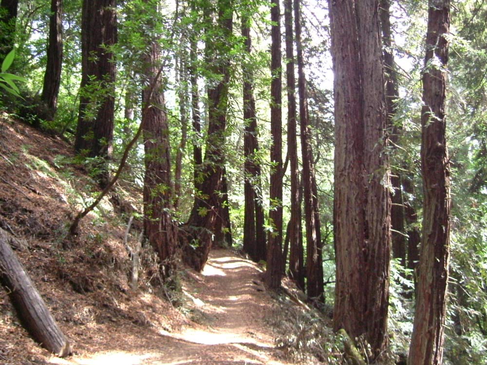 Redwood trees on the Golden Spike Trail