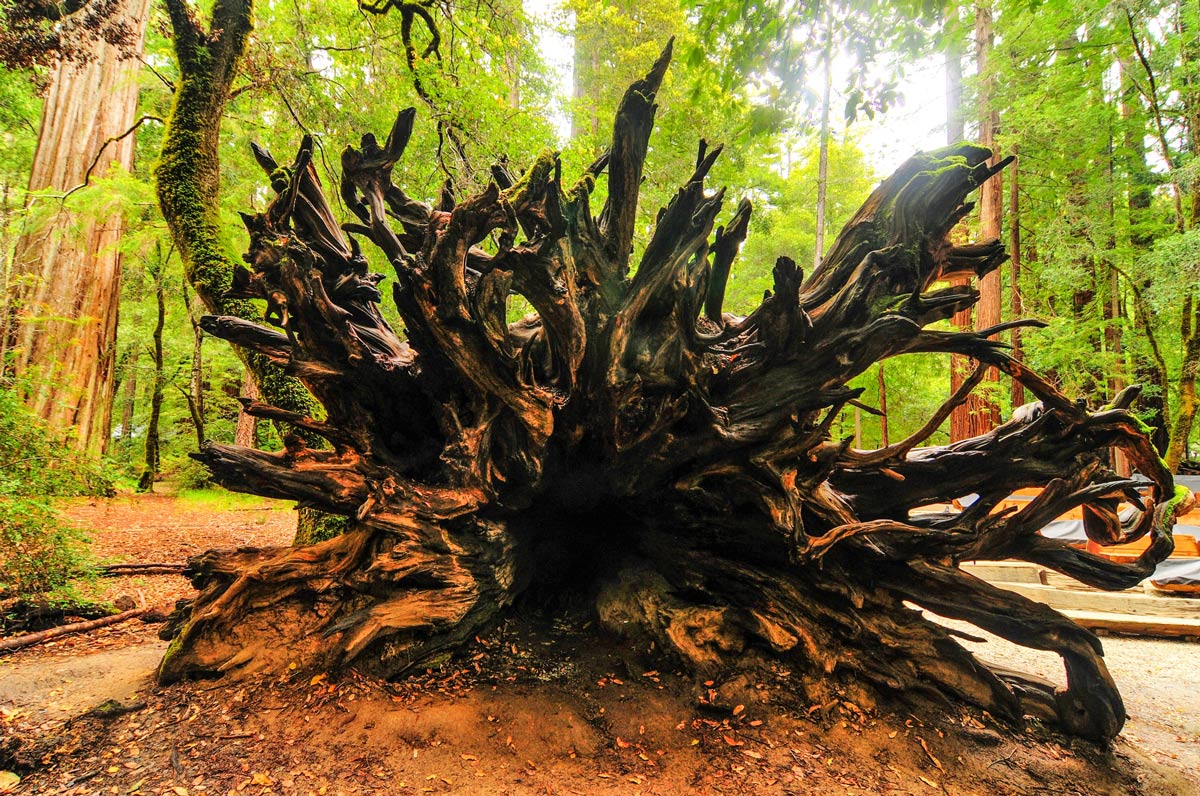 Big Basin Redwoods