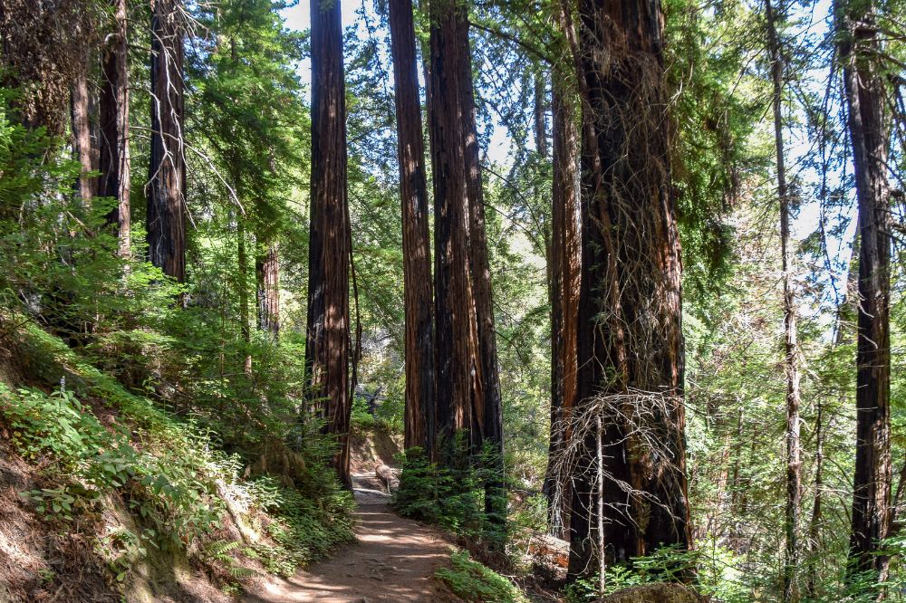 Buzzards roost trail
