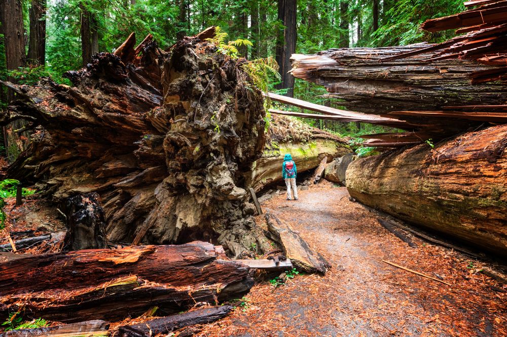 A person standing next to a fallen redwood tree in Humboldt redwood state park