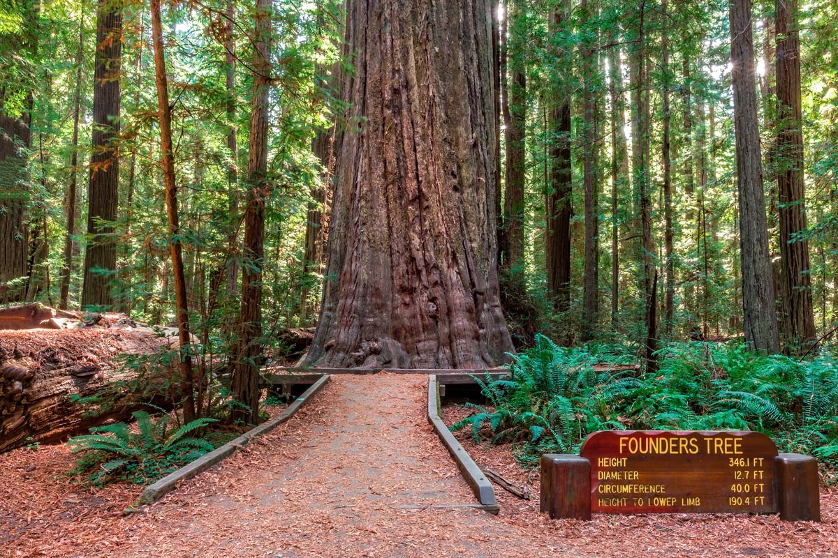 Humboldt Redwoods