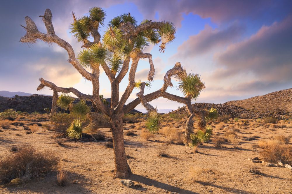 Joshua tree