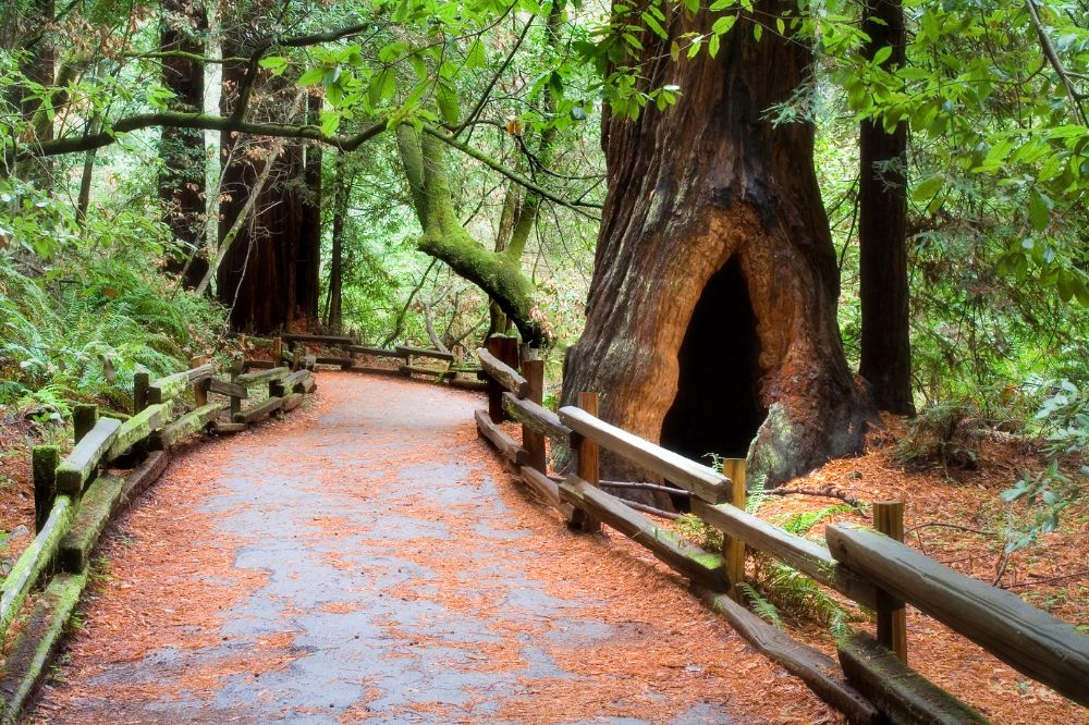 A path through Muir Woods
