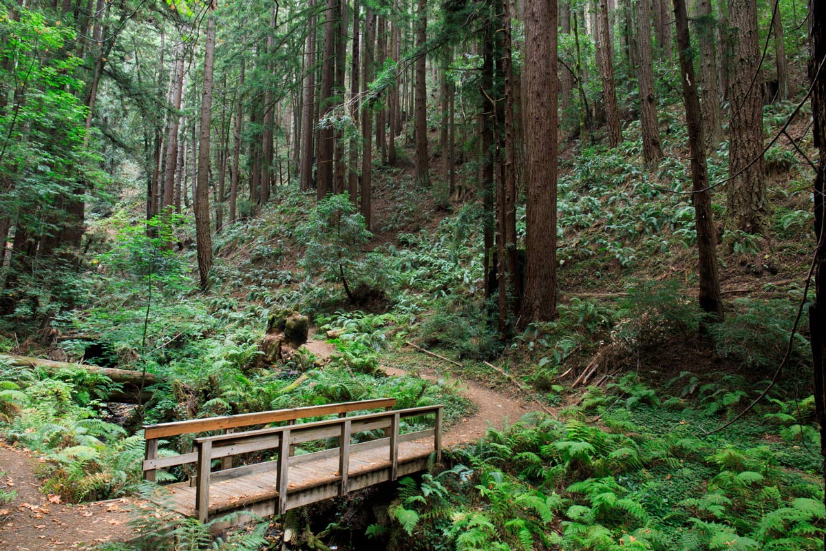Purisma Creek Redwoods
