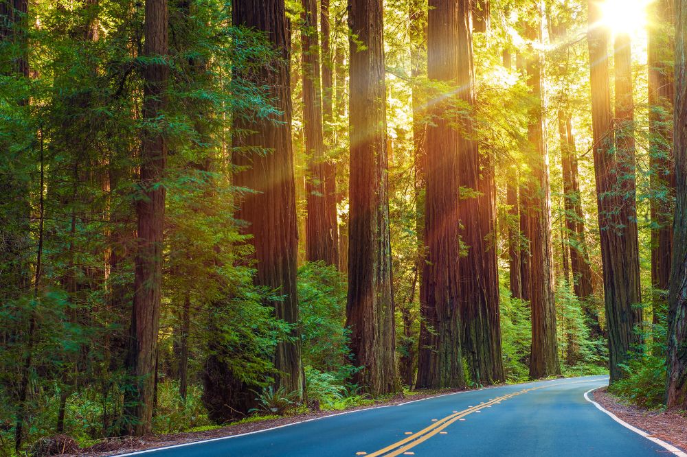 Driving through a Redwood forest