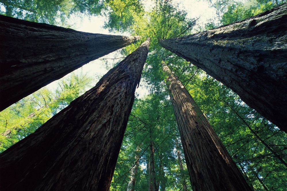 Looking up at Redwood trees in Armstrong Redwoods State Natural Preserve