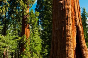 8 Best Places to See Redwoods Near San Francisco - Go Travel California
