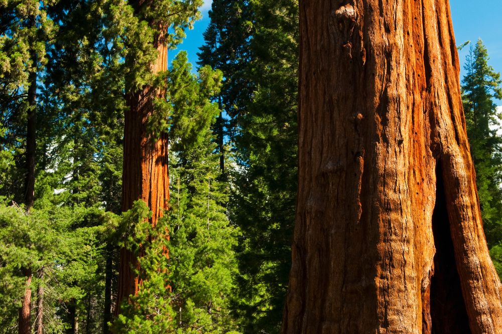 Big redwood trees against a blue sky