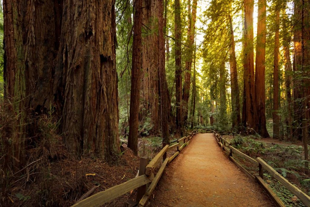 Redwoods in California