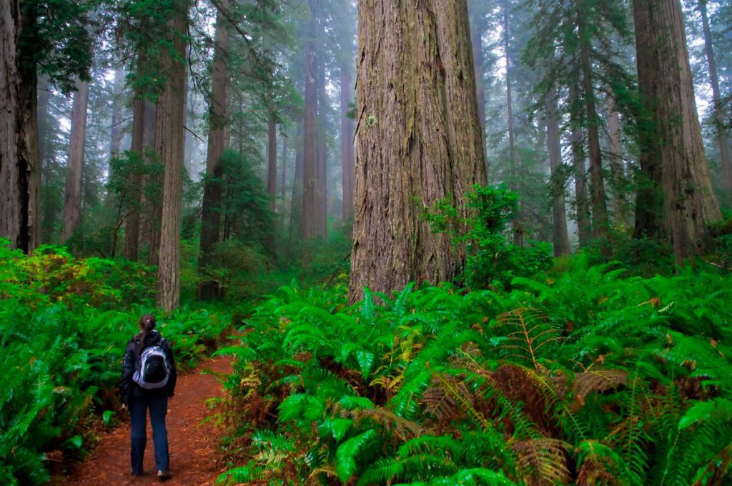 redwoods in California