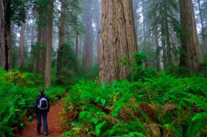 redwoods in California