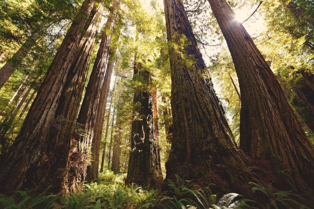 Redwood trees
