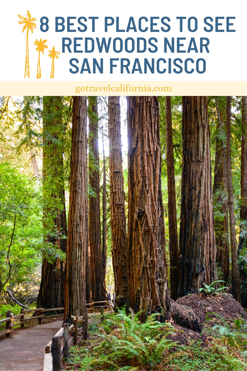 Redwood trees