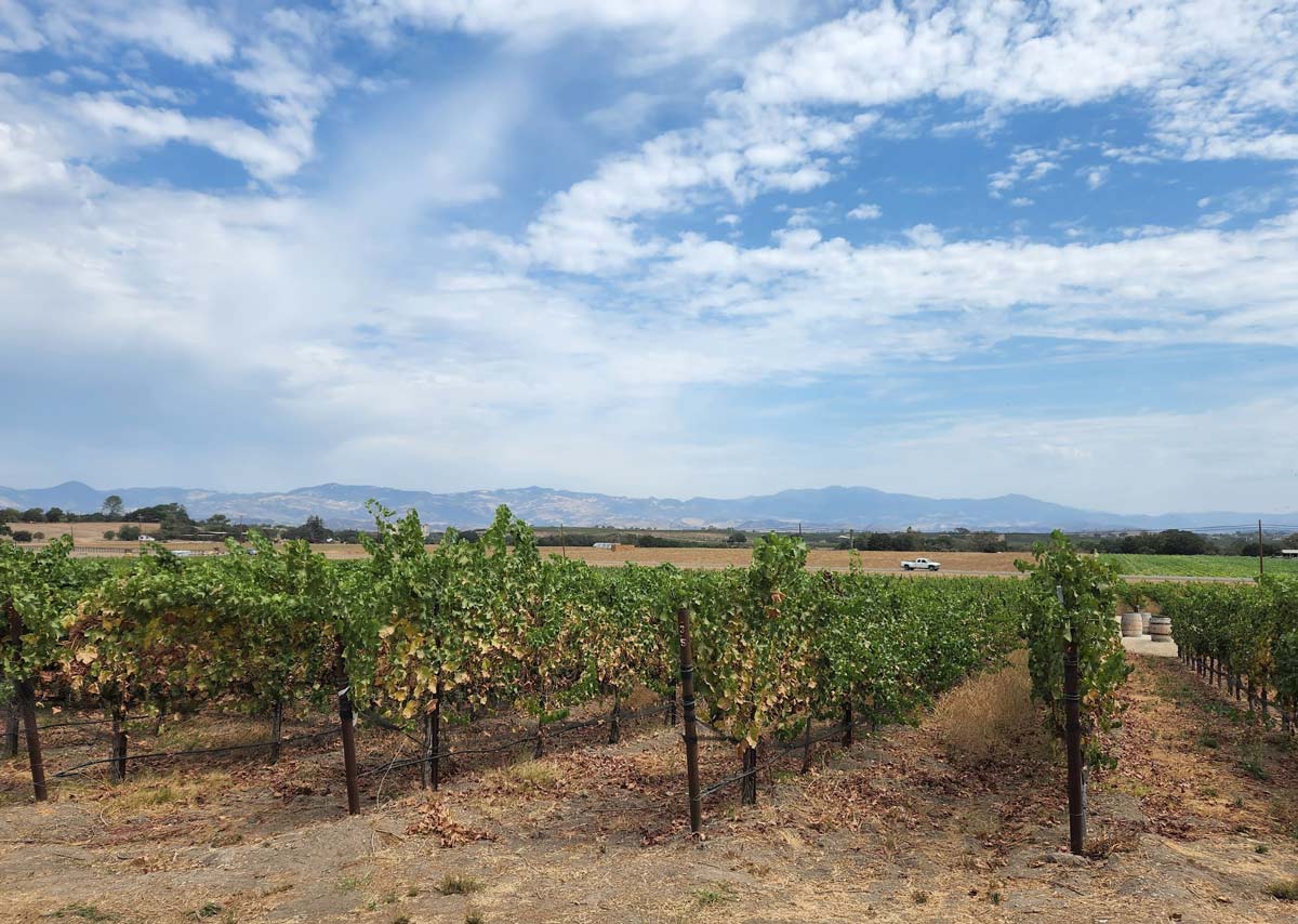 11 Top Santa Ynez Valley Wineries to Try - Go Travel California