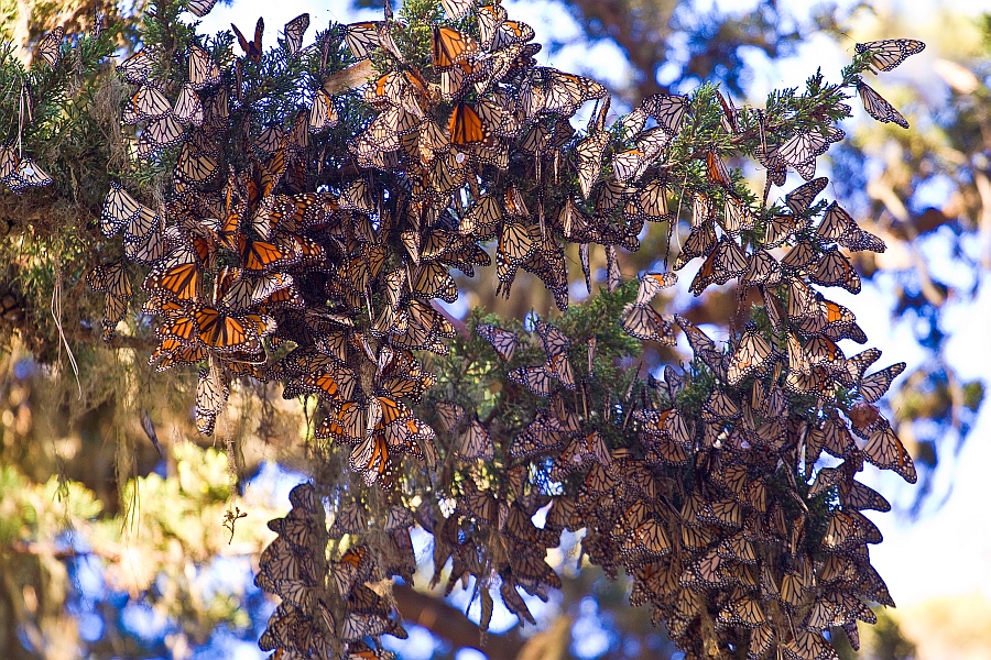 Butterfly clusters