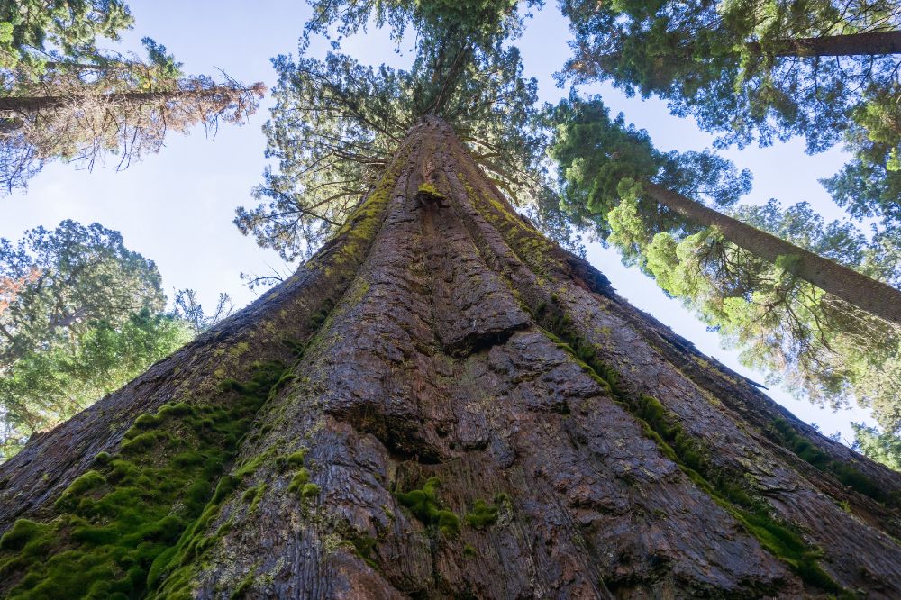 Calaveras Big Tree State park