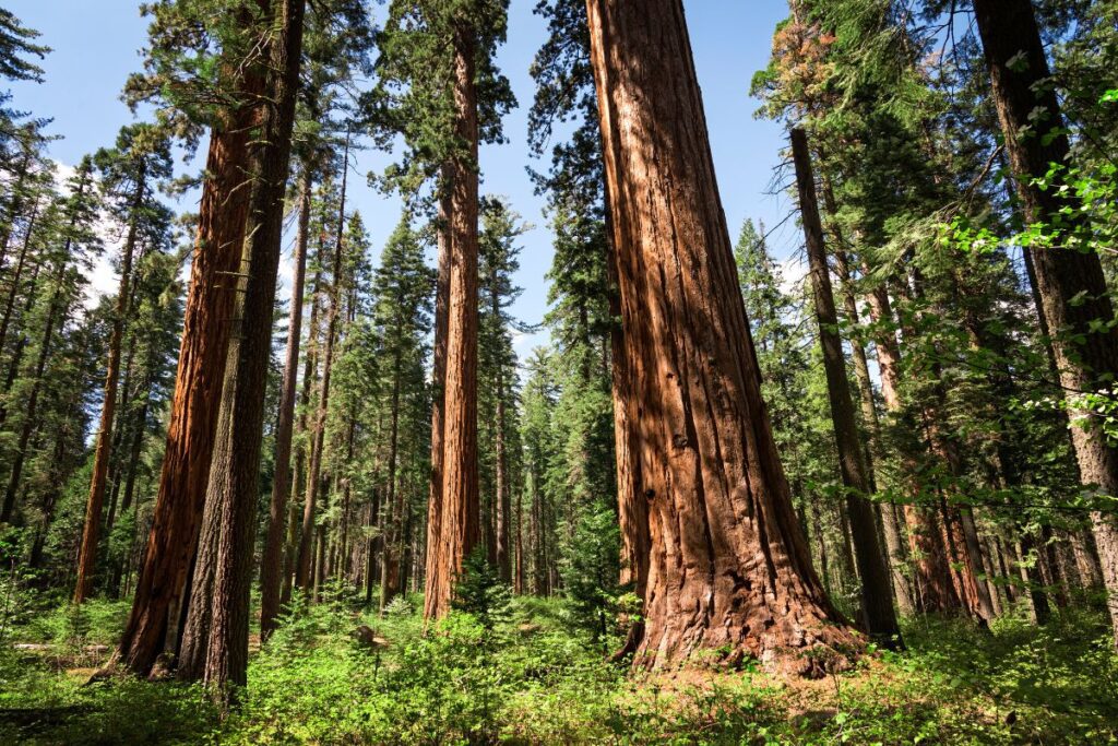 Big trees in Calaveras Grove, day trips near lake tahoe