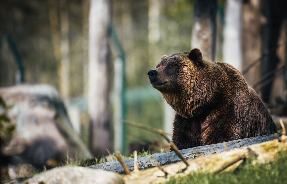 grizzly bear