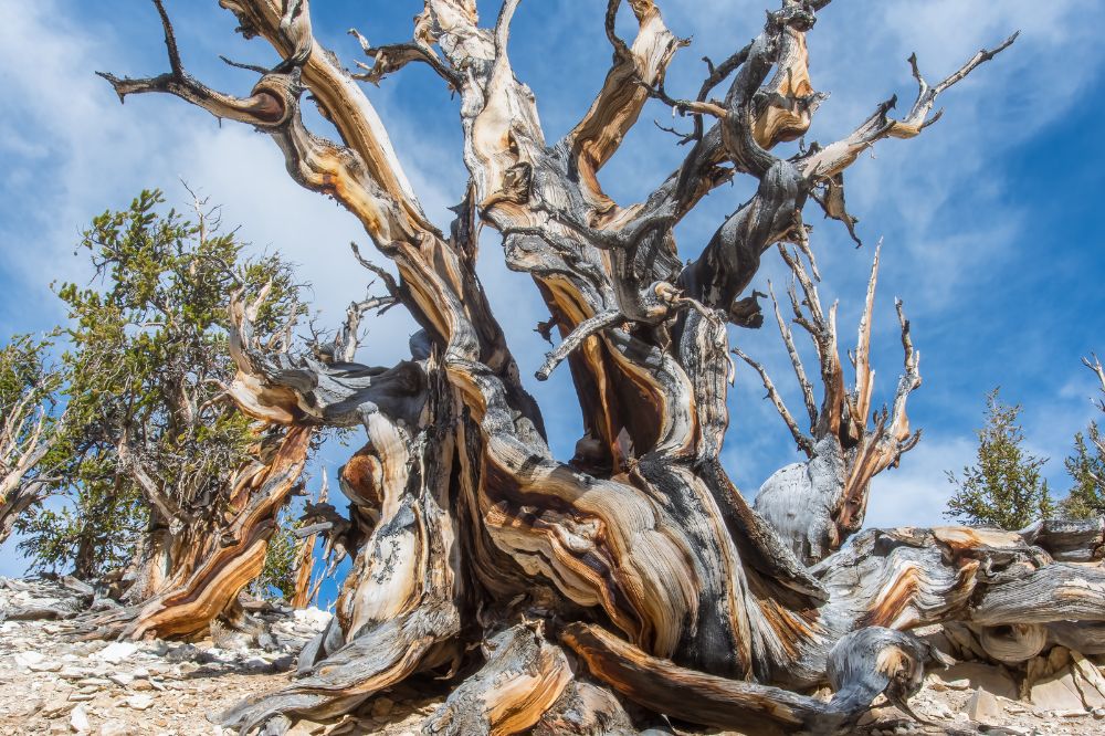 Bristlecone Pine