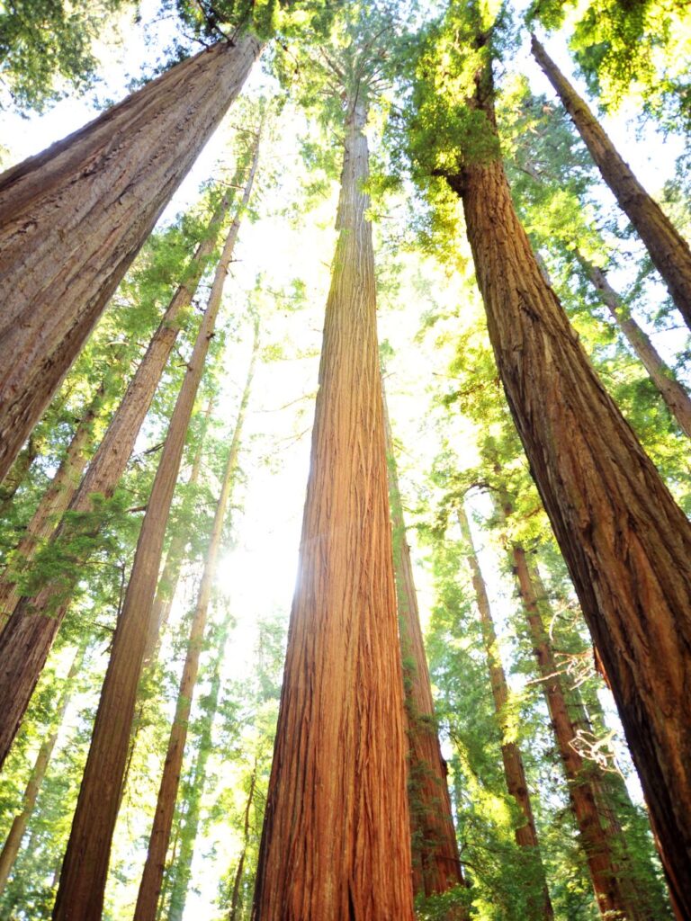 Go Travel California