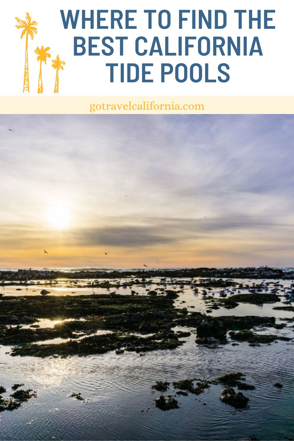 tide pools at James V Fitzgerald Marine Reserve