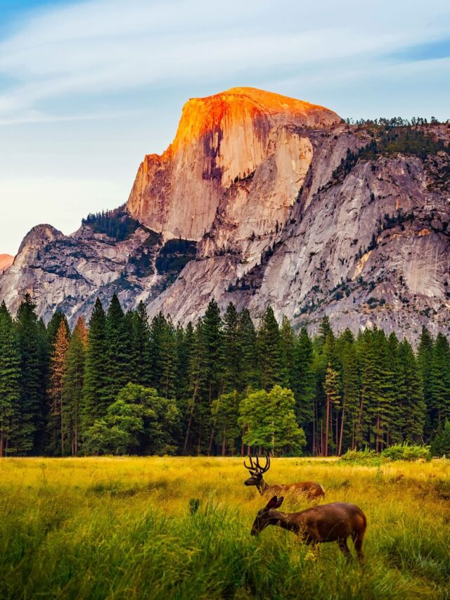 Go Travel California