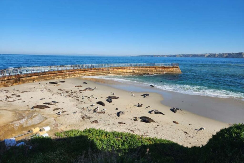 Seals and sea lions at children's beach in La Jolla, Spots to see the sea lions and seal in la jolla