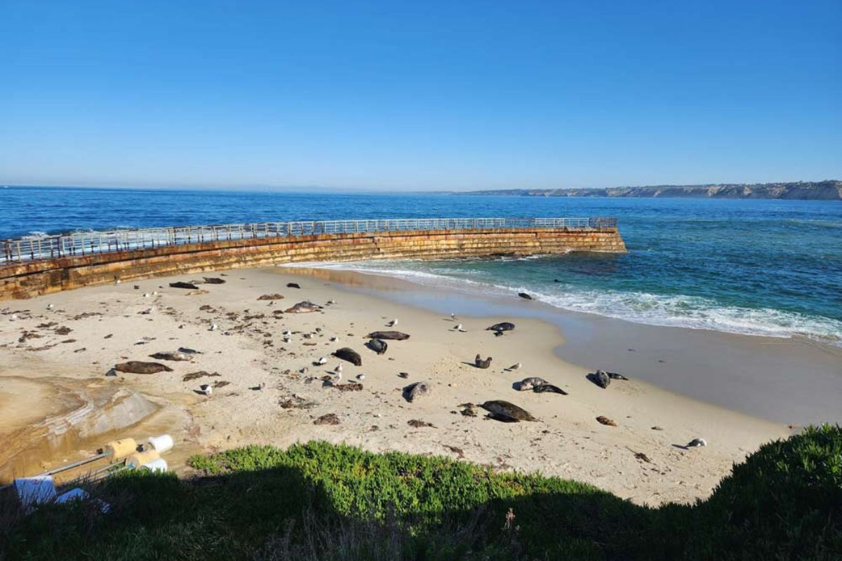 San Diego Seals & Sea Lions Guide  Best Places To See San Diego Seals