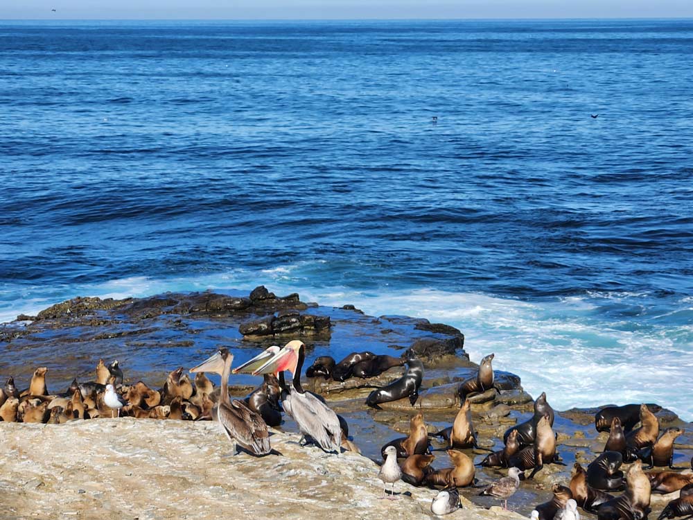 Seals, sea lions, and pelicans in La Jolla, spots to see the sea lions and seals in La Jolla