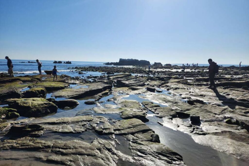 5 Best Places To See Laguna Beach Tide Pools Go Travel California