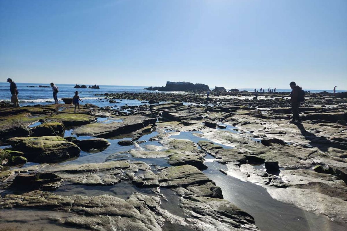 5 Best Places to See Laguna Beach Tide Pools - Go Travel California