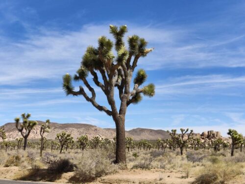 Your Guide to Visiting Joshua Tree [2024] – Go Travel California