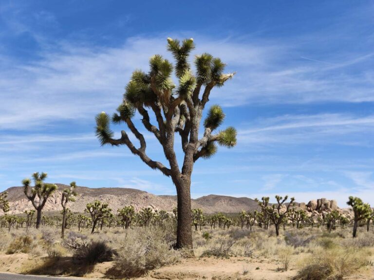 Your Guide to Visiting Joshua Tree [2024] Go Travel California