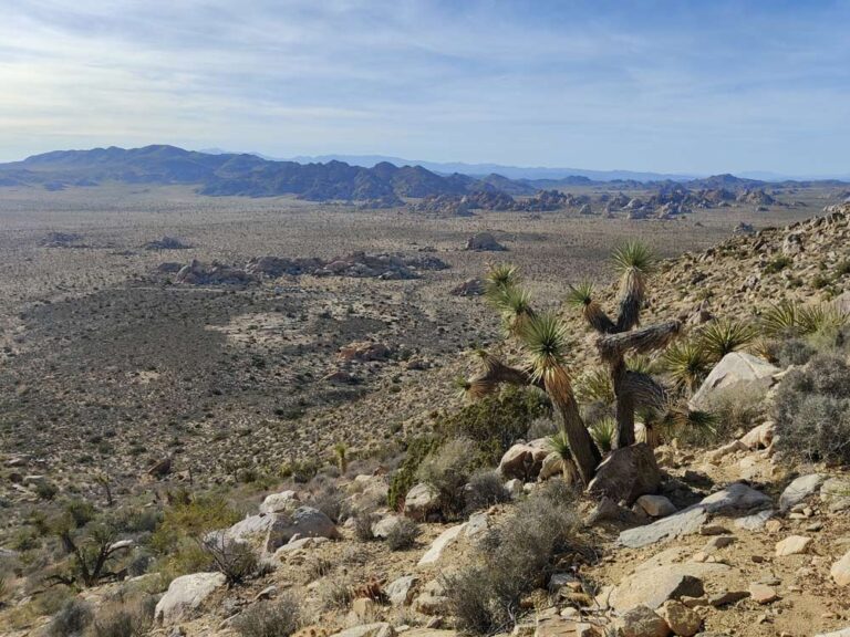 Your Guide to Visiting Joshua Tree [2024] Go Travel California