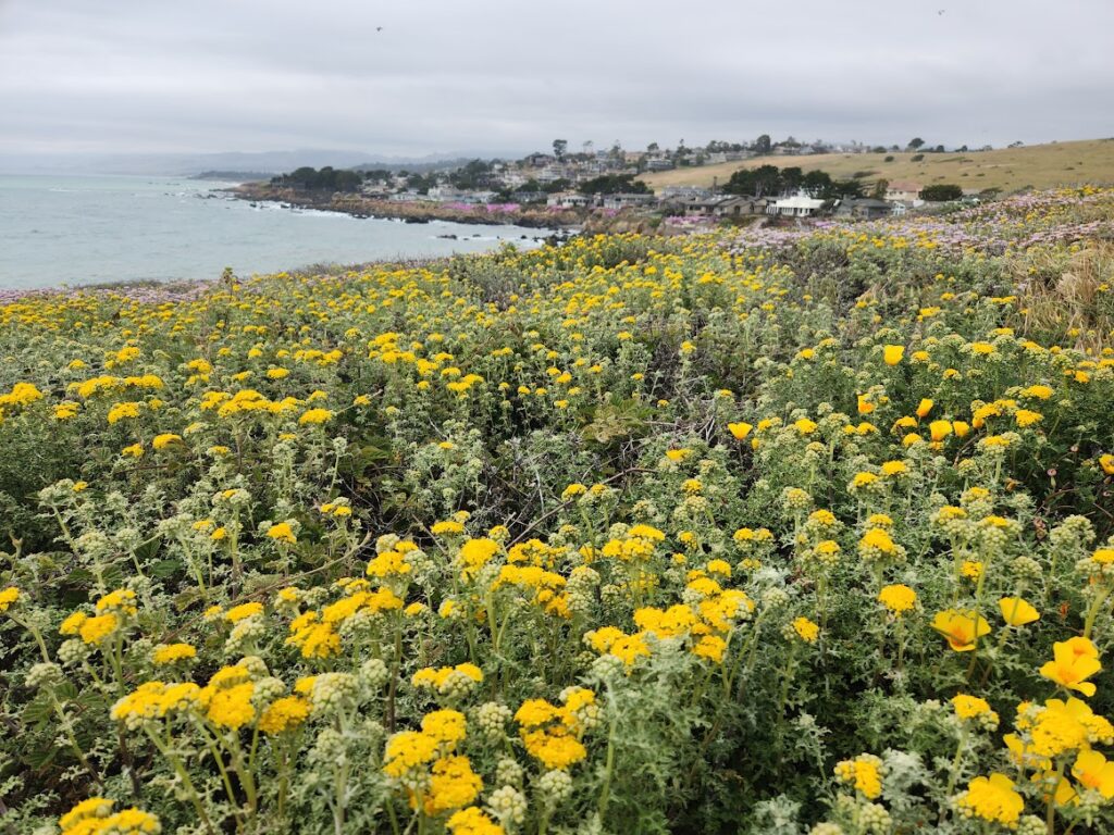 Spring wildflowers in Cambria