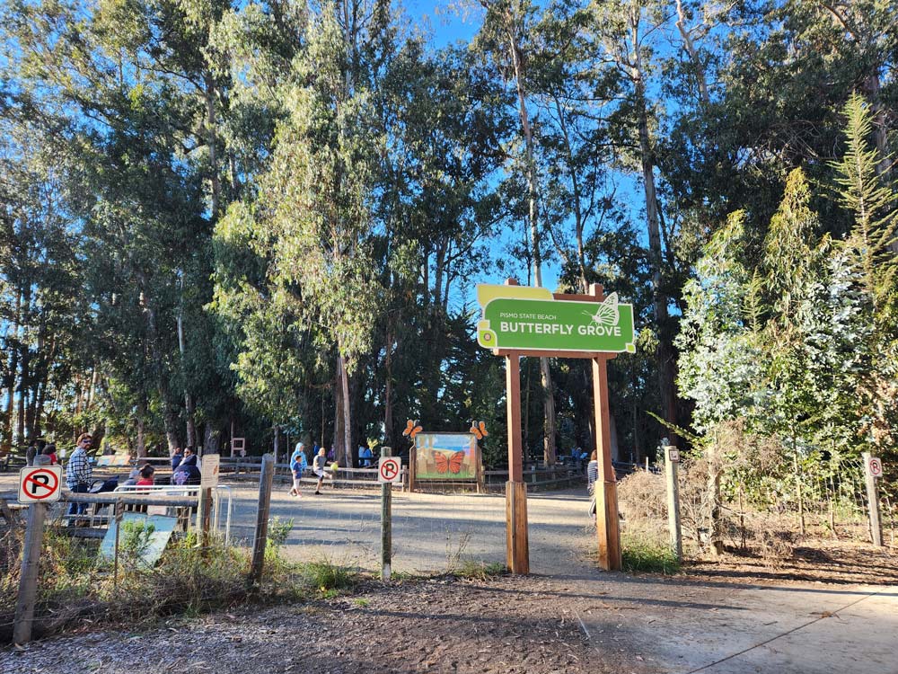 Monarch butterfly grove