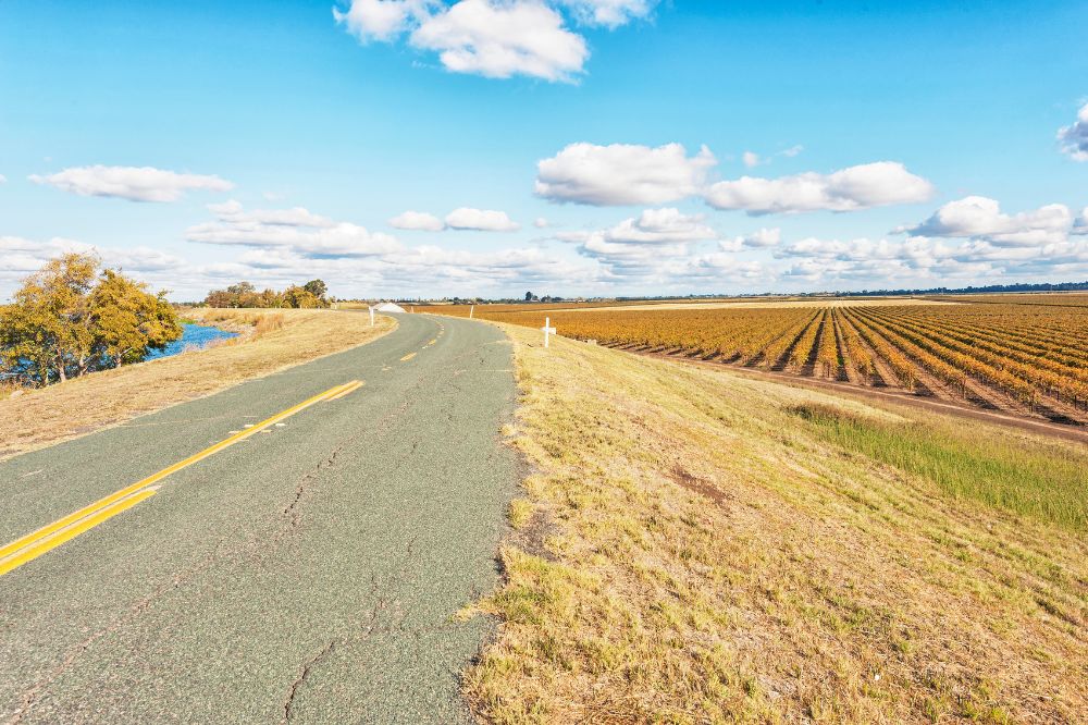 Vineyards along the Sacramento river