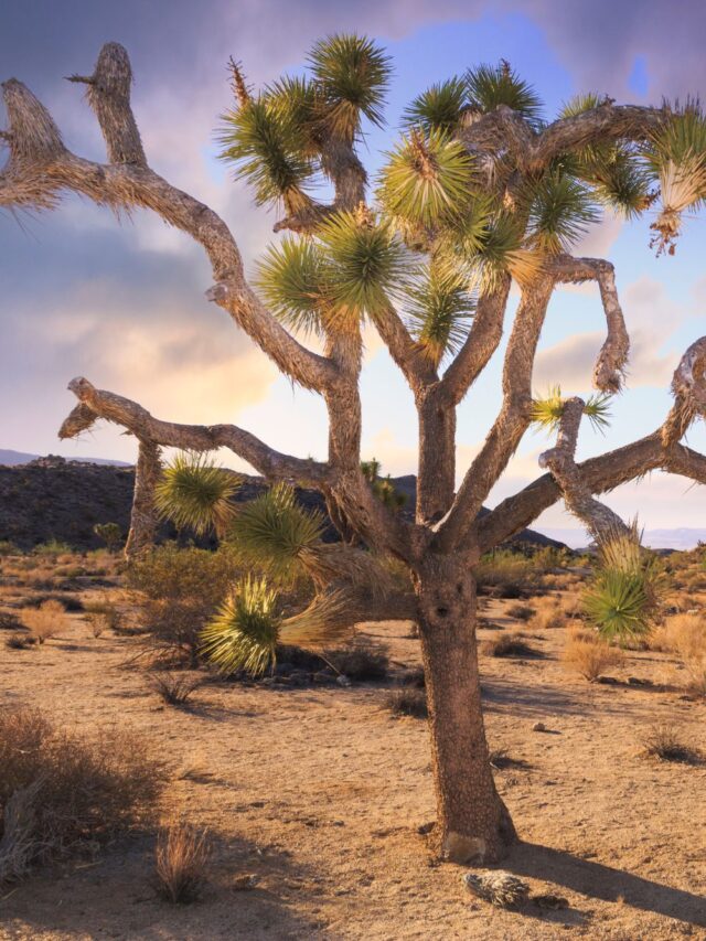 Go Travel California