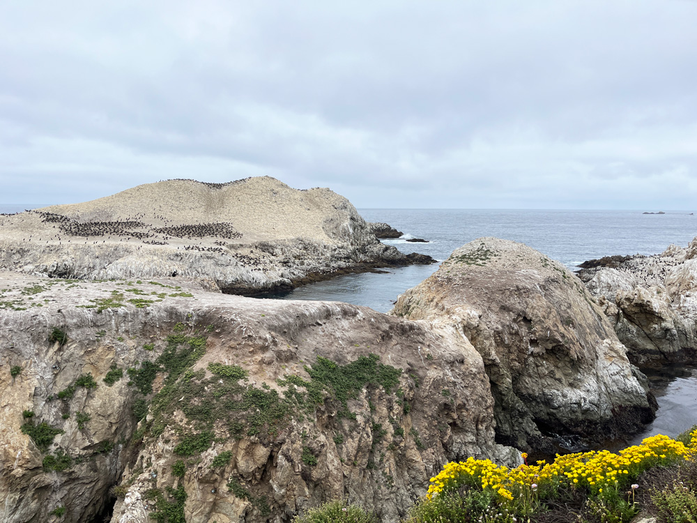 Bird Island - Point Lobos